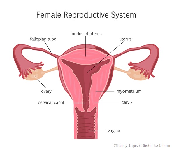 Female reproductive system